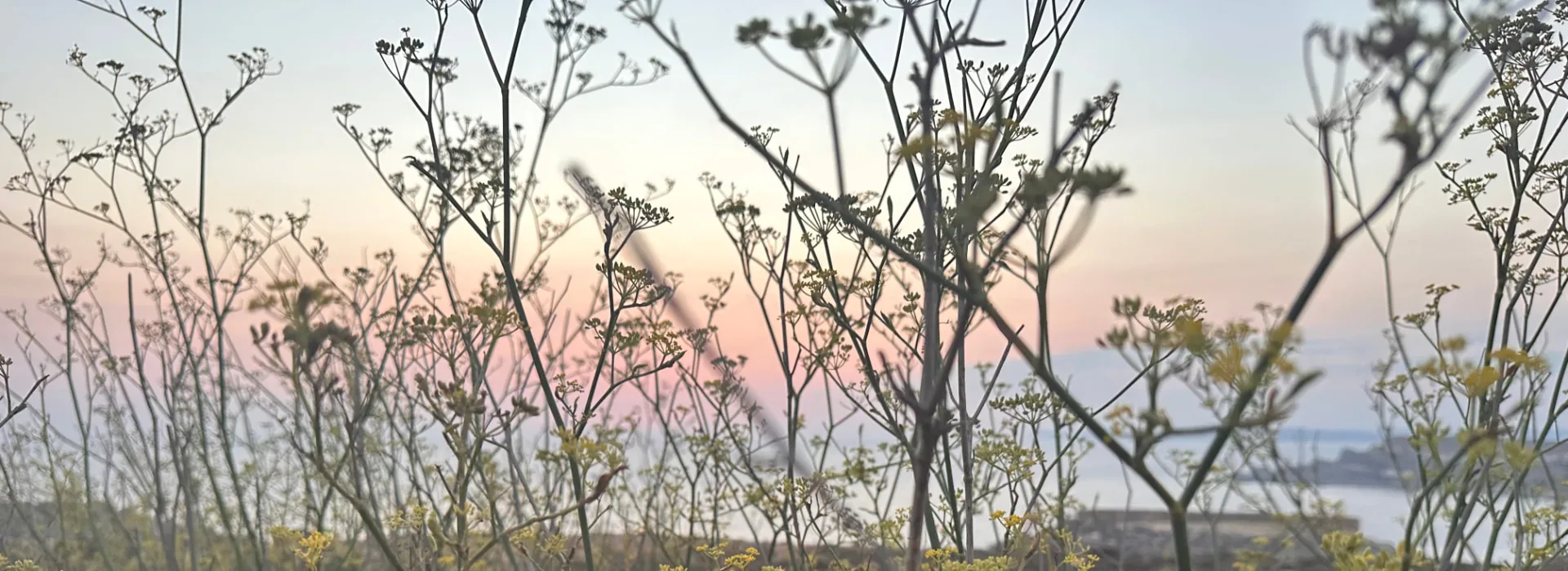 Wild fennel stems at dusk, silhouetted against a soft evening sky above the sea